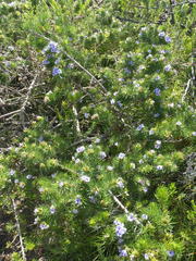 Psoralea vanberkelae