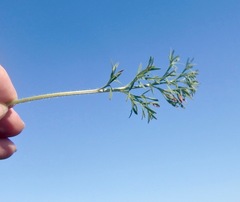 Pelargonium pillansii