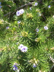 Psoralea vanberkelae