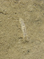 Corophiidae