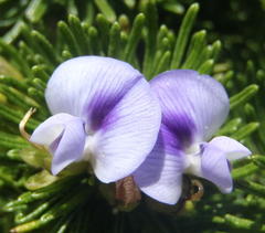 Psoralea vanberkelae