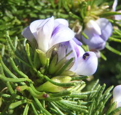 Psoralea vanberkelae