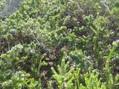 Psoralea vanberkelae