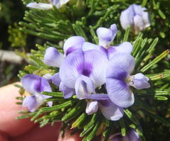 Psoralea vanberkelae