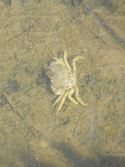 Carcinus maenas