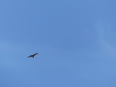 Buteo buteo