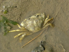 Carcinus maenas