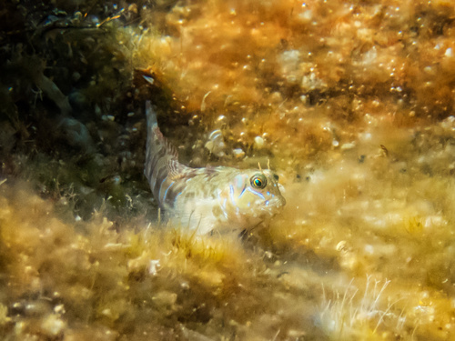 Sphinx Blenny, Skopelos, Skopelos, Magnesia, GR, photo 8 of 10