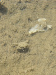 Carcinus maenas