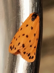 Setina