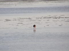 Haematopus ostralegus