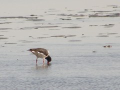 Haematopus ostralegus