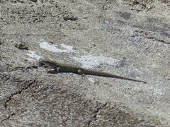 Podarcis muralis