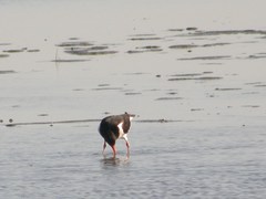 Haematopus ostralegus