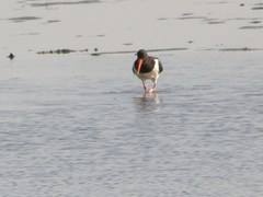 Haematopus ostralegus