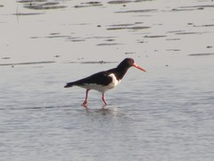 Haematopus ostralegus