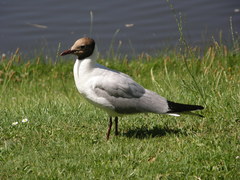 Chroicocephalus ridibundus