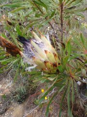 Protea longifolia