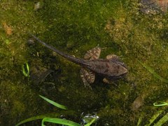 Rana latastei