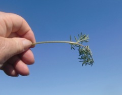Pelargonium pillansii