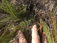 Pelargonium pillansii