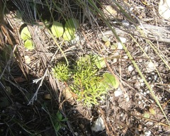 Pelargonium pillansii