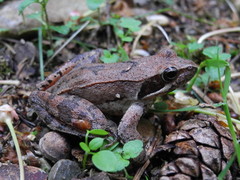 Rana latastei