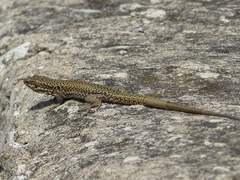 Podarcis muralis