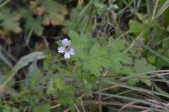 Geranium wakkerstroomianum