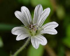Geranium wakkerstroomianum