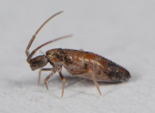 Entomobryomorpha nuotrauka