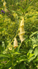 Digitalis grandiflora