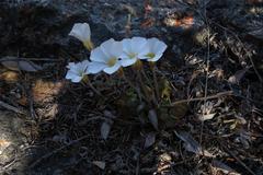 Oxalis algoensis