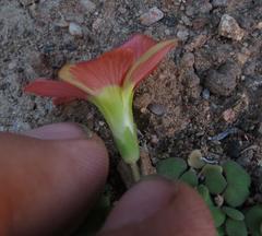 Oxalis inaequalis