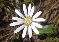 Gerbera serrata
