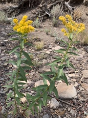Solidago lepida lepida
