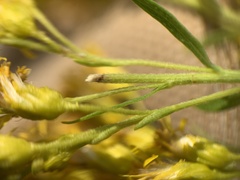 Solidago lepida lepida