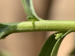 Solidago lepida lepida