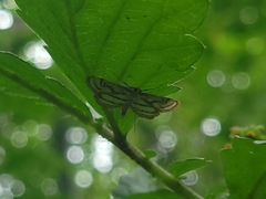 Parapoynx badiusalis