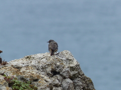 Phoenicurus ochruros