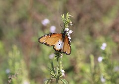 Danaus chrysippus dorippus