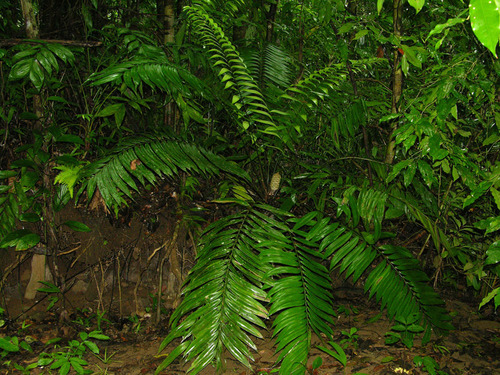 Zamia fairchildiana