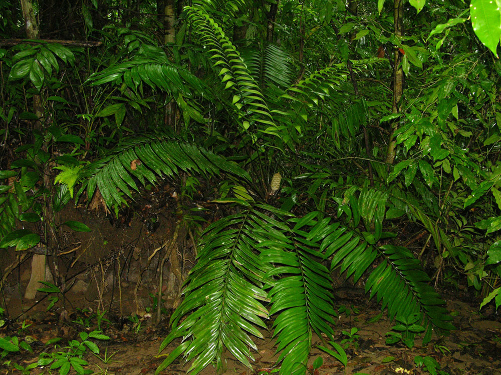 Zamia fairchildiana