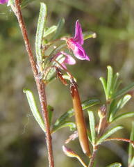 Indigofera sp14