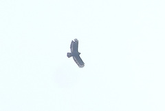 Spilornis cheela perplexus