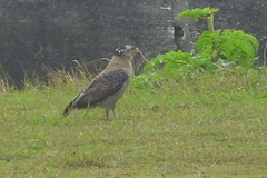 Spilornis cheela perplexus