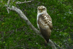 Spilornis cheela perplexus