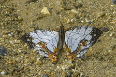 Cyrestis thyodamas mabella