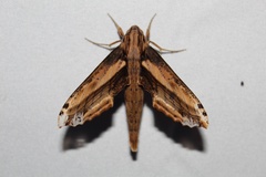 Xylophanes ceratomioides