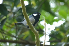 Parus minor nigriloris